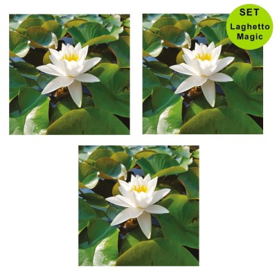 Multipack da 3 pz Ninfea Bianca Pianta per Laghetto in Vaso Piante Acquatiche Laghetto Magic