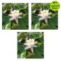 Multipack da 3 pz Ninfea Bianca Pianta per Laghetto in Vaso Piante Acquatiche Laghetto Magic