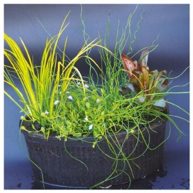 Multipack da 4 Piante Palustri per Laghetto con Terriccio e Cesto Quadrato 20 cm 