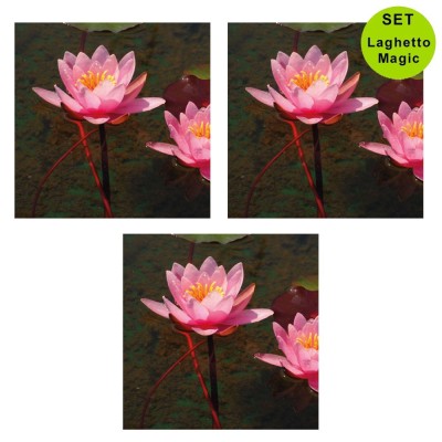 Multipack da 3 pz Ninfea Rosa Pianta per Laghetto in Vaso Piante Acquatiche Laghetto Magic