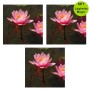 Multipack da 3 pz Ninfea Rosa Pianta per Laghetto in Vaso Piante Acquatiche Laghetto Magic
