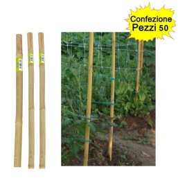 Tutori in Bamboo Pesante 50 pezzi 22-24 mm x Altezza 150 cm Pareti Divisorie Pali Pomodori