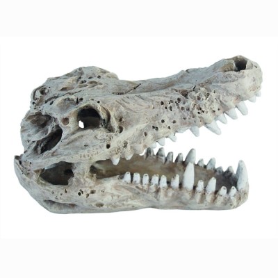 Haquoss Crocodile Skull  Carcassa Coccodrillo Per Rettili Marvellous Decor