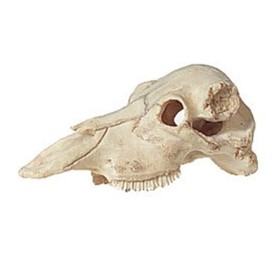 Cranio per Terrari per acquari