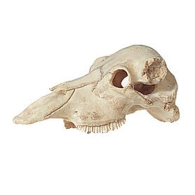 Cranio per Terrari per acquari