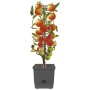 Ortovaso per Rampicanti con Riserva d'Acqua per Pomodori e Piante Rampicanti