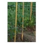 Tutori in Bamboo Pesante 50 pezzi 22-24 mm x Altezza 240 cm Pareti Divisorie Pali Pomodori