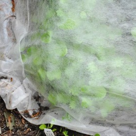 Tessuto Non Tessuto Per Giardinaggio cm 160 x metri 10