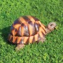 Decorazioni da Giardino e Laghetto Animali TARTARUGA Media e Testuggine Gigante