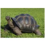 Decorazioni da Giardino e Laghetto Animali TARTARUGA Media e Testuggine Gigante