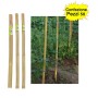 Tutori in Bamboo Pesante 50 pezzi 22-24 mm x Altezza 180 cm Pareti Divisorie Pali Pomodori