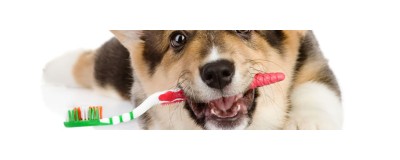 Cura dell'animale